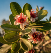 Acca sellowiana Triumph - Fejchoa - samosprašná