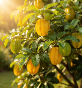 Averrhoa carambola - Karambola – hvězdné ovoce