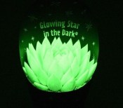 Echeveria - sukulent svítící ve tmě