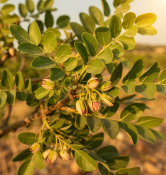 Pistacia vera Kerman & Chaparrilo – Pistácie jedlá - samec + samice