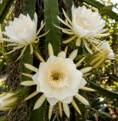 Pitaya - Hylocereus undatus – dračí ovoce střední
