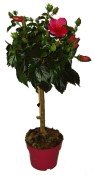 Ibišek - Hibiscus syriacus na kmínku  (1/2)