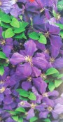 Popínavá rostlina Clematis  Jackmanil Fialová