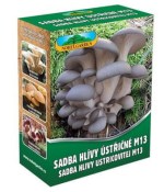 Sadba Hlíva ústřičná typ m13 velké balení